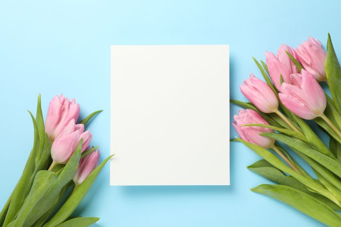 Pink tulips and empty place on blue background, space for text