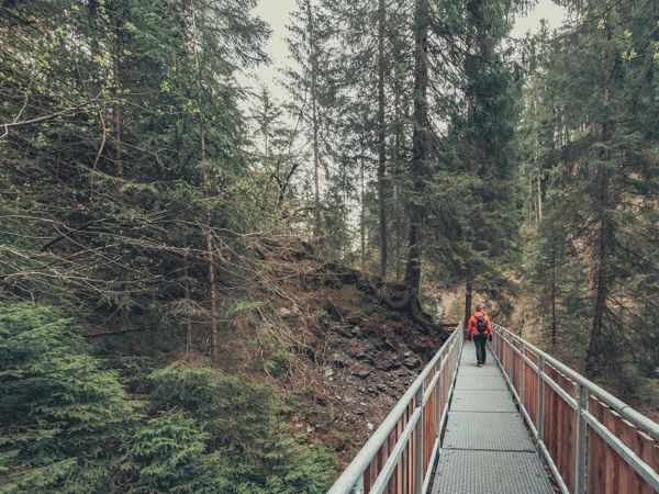 Traveller admiring picturesque view of mountain forest