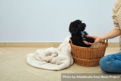 Cute poodle pet at home sitting in basket with adoring owner bGV324