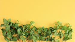 Mint lining bottom of yellow background
