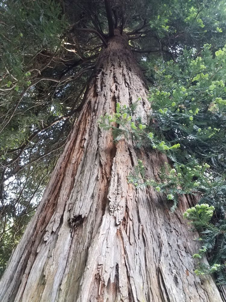 Texture of tree trunk and canopy