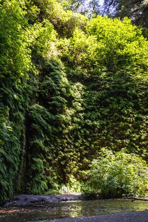 Lush wall of greenery atop a small river