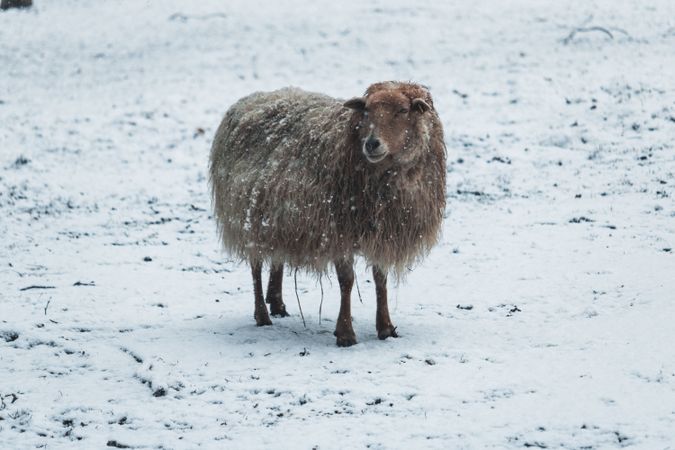 Brown sheep on snow covered ground
