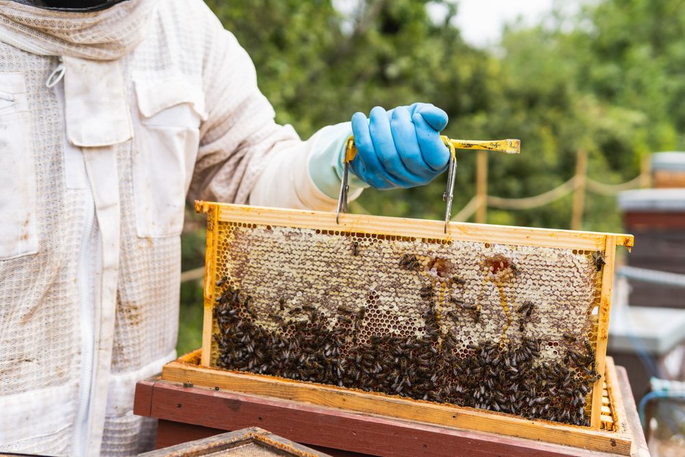 Anonymous beekeeper with honeycomb in apiary
