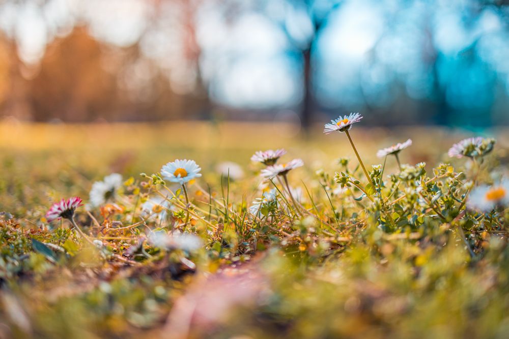Small daisies growing in the grass