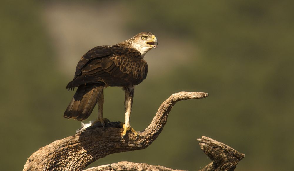Furious wild eagle
