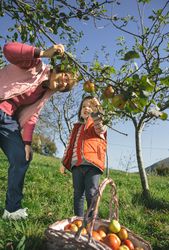 Older woman and little girl picking apples from branch
