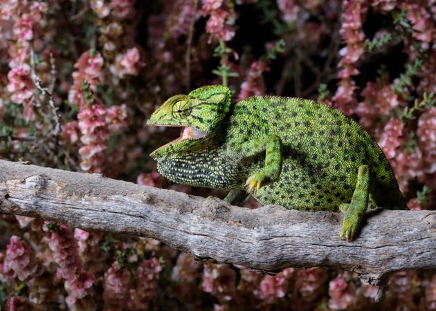 Chameleon sitting on branch