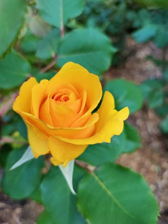 Golden yellow rose with green leaves