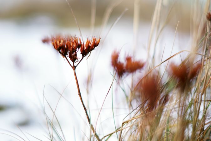 Orange flowers on meadow in winter
