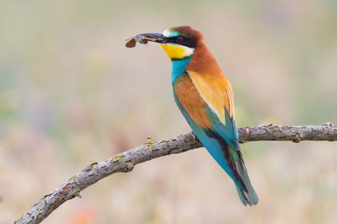 Bird standing on tree branch