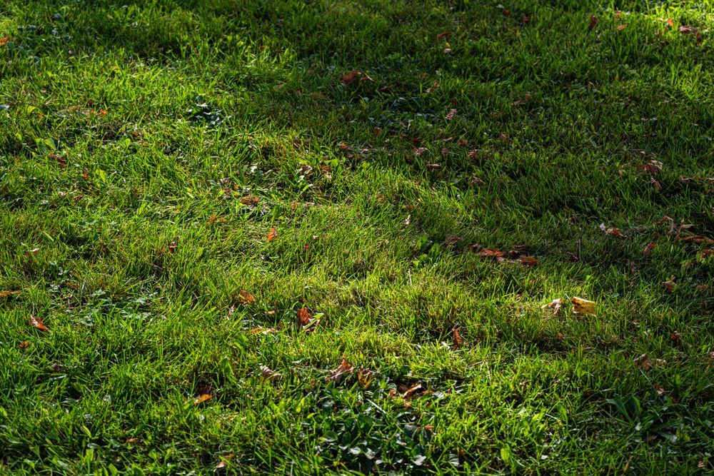 Green grass after the rain as a natural background