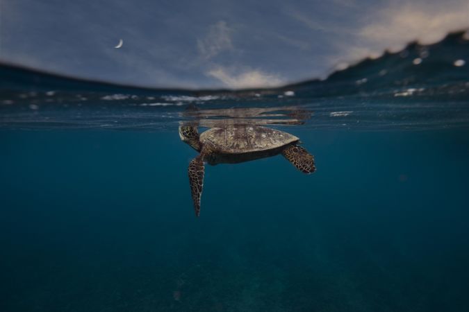 Underwater shot of turtle