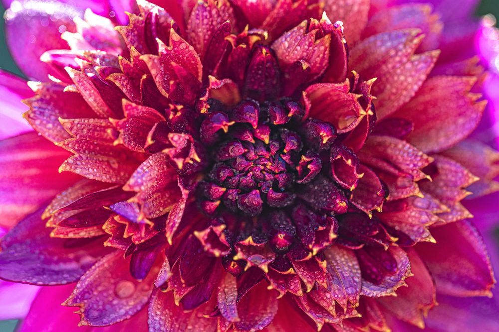 Inside of lush pink dahlia flower