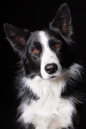 Amazing dog staring at camera