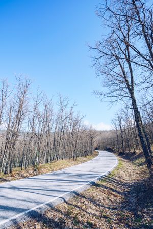 Asphalt road in middle of leafless forest