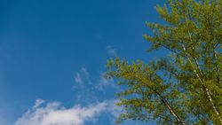 Fresh spring leaves against blue sky