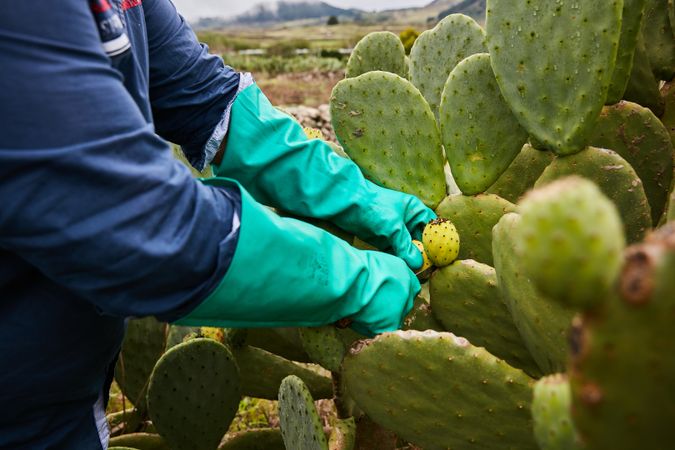 Crop worker cutting fruit of prickly pear cactus