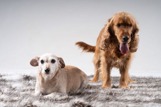 Two cute dogs, a cocker spaniel and teckel pictured on rug
