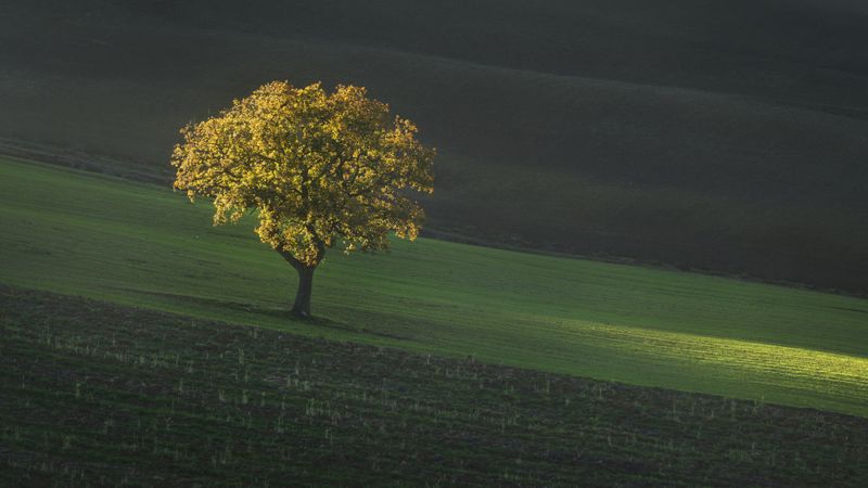 Beautiful sunset light on a lonely tree in Tuscany
