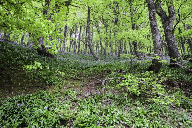 Spring forest with flowers