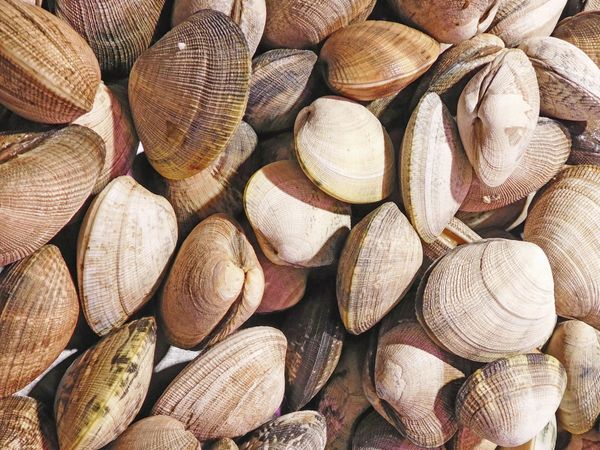 clam texture