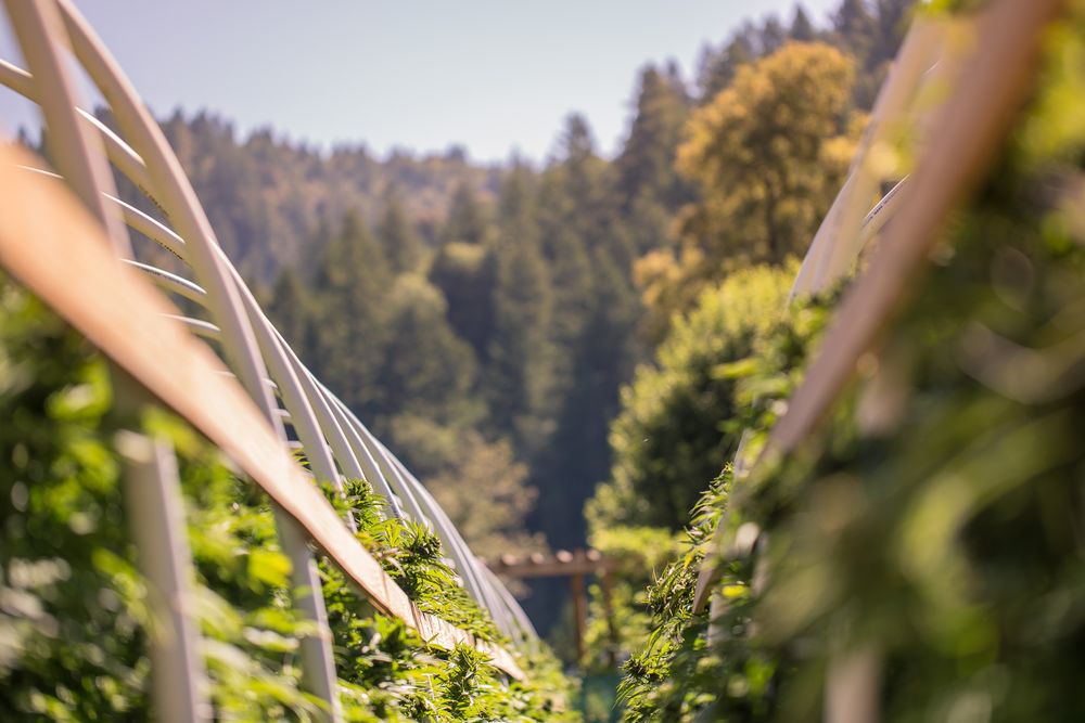 Cannabis plants growing outdoors