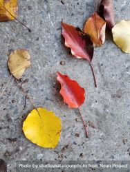 Red, yellow, and brown leaves on concrete, landscape bxNBj5