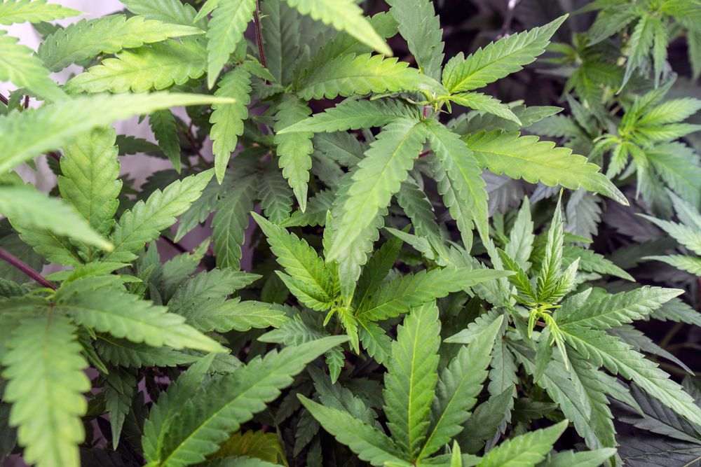 Marijuana plants