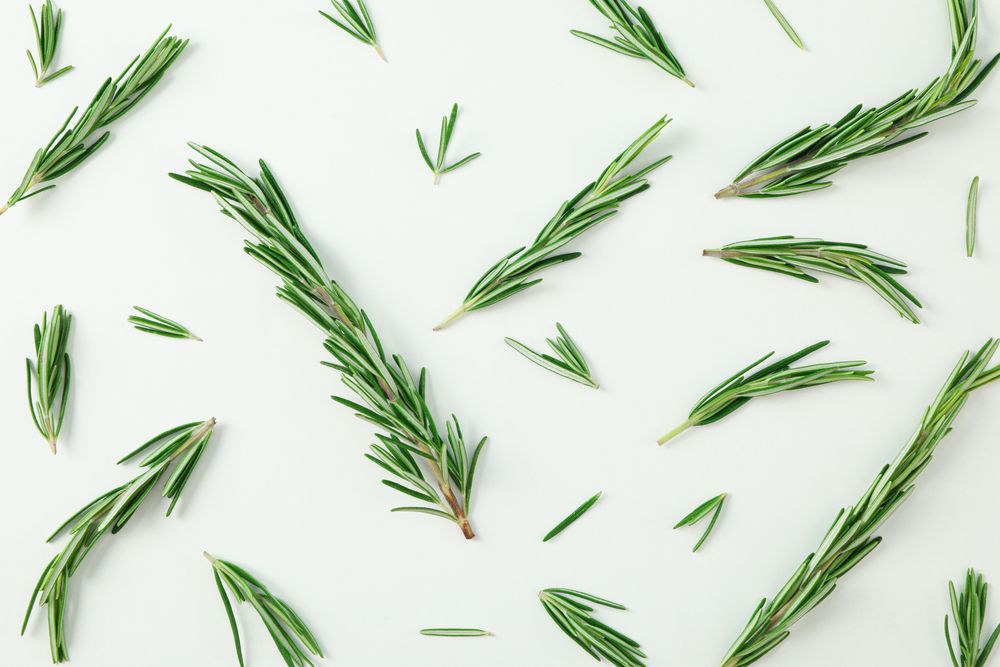 Flat lay composition with rosemary on neutral background, closeup