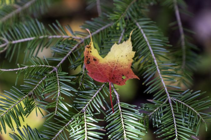 A maple leaf on an evergreen tree on the Superior Hiking Trail in Lutsen, Minnesota