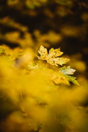 Background of autumnal leaves