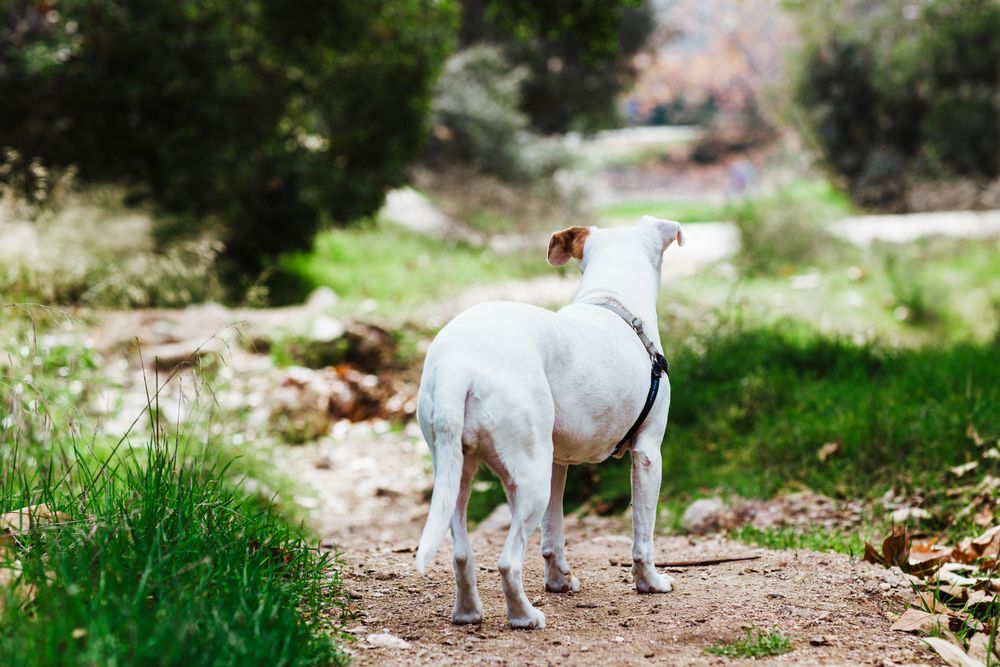 Dog standing outside looking away