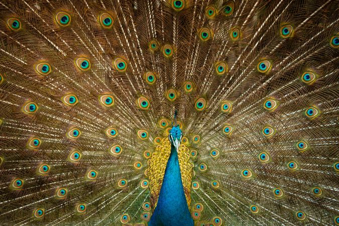 Blue and green peacock feather