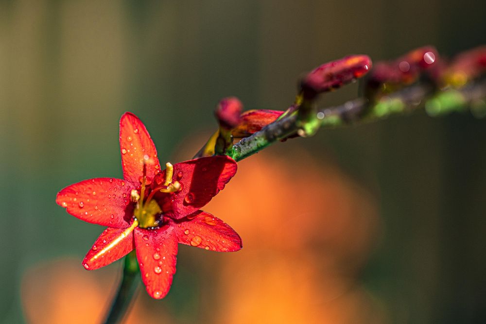 String of red crocosmia flowers