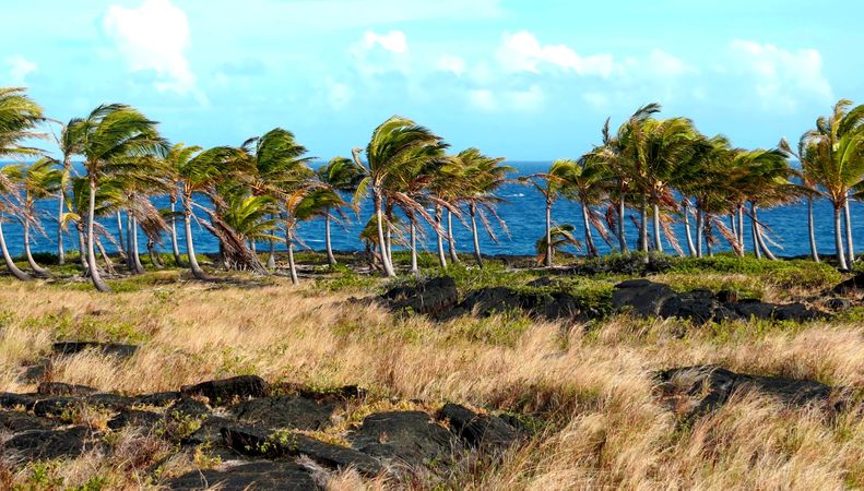 Breezy Aloha: Hawaiian Palm Trees Swaying Along Volcanic Coastline