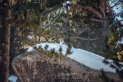 Lynx on stone with snow behind fence