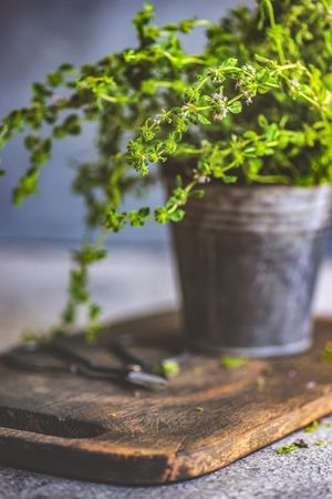 Marjoram in pot on bread board