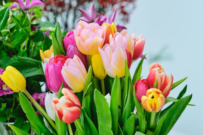 Blooming colorful flowers in floral shop