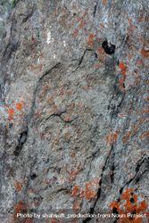 Orange growth on grey rock, vertical composition bGaaA5