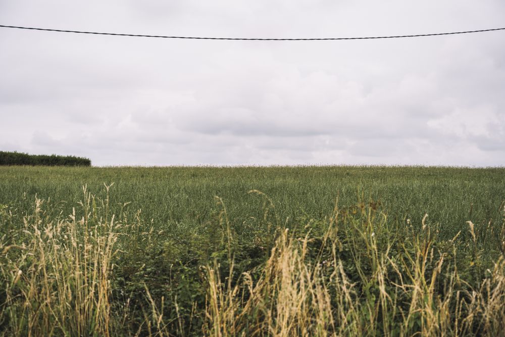 Beautiful meadow with grey sky