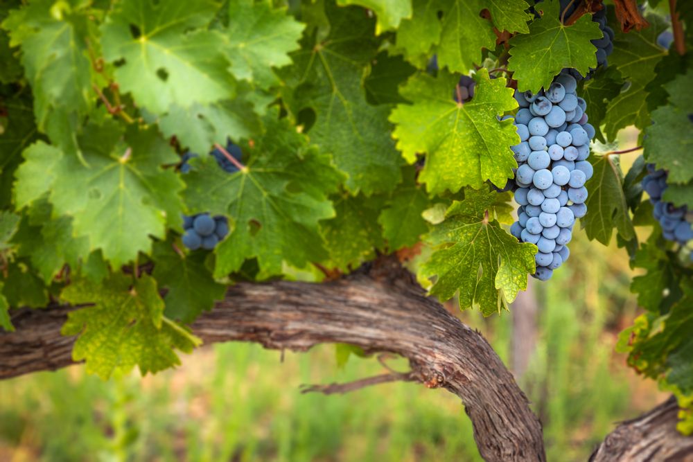 Lush Wine Grapes Clusters Hanging On The Vine