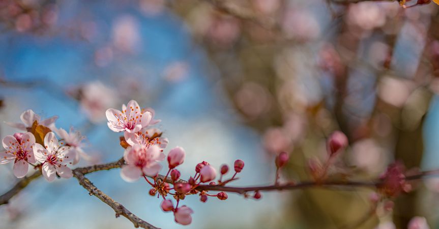 Cluster of pink cherry blossom on a tree