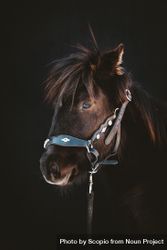 Selective focus photo of brown horse 5axRW0