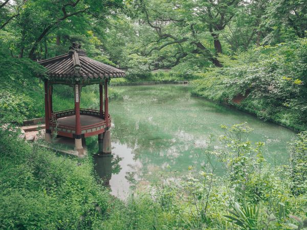 Pond with water lilies in amazing park