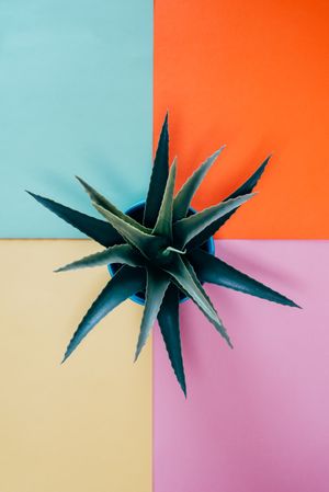 Aloe vera plant in a multicolor background