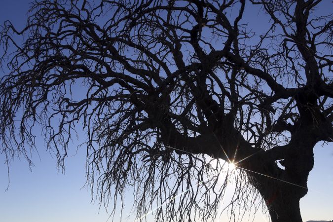 Sun glowing through tree