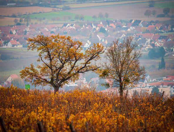 Orange red rust colored vineyards in Alsace. Autumn landscape after harvest.