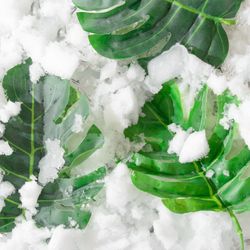 Tropical green leaves on snowy background