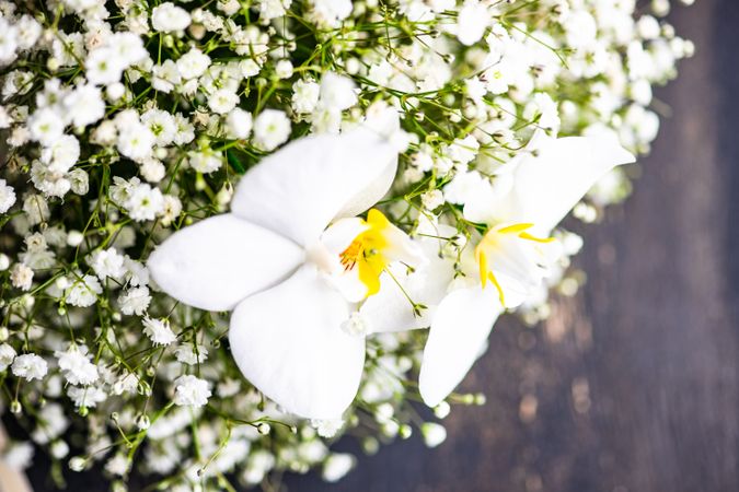 Close up of gypsophila paniculata flowers in bridal bouquet